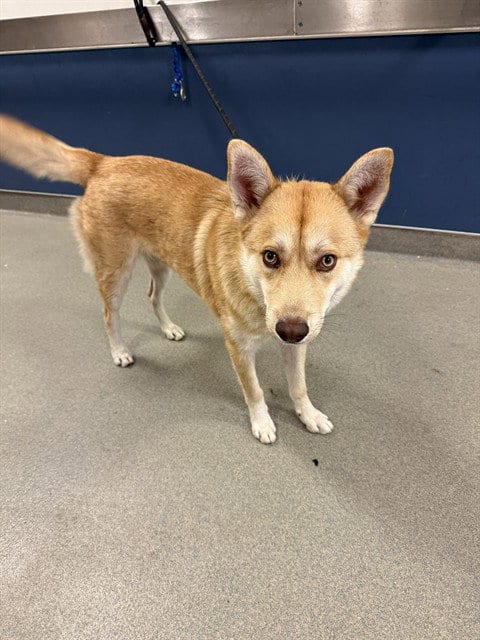 Photo of Whopper, adoptable Siberian Husky in Miami, Florida