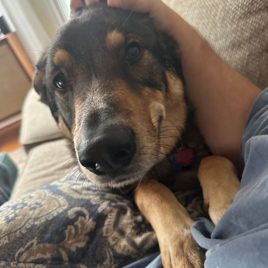 Photo of Gusgus - Home to Home, adoptable American Blue Heeler / Shepherd, German in South Elgin, Illinois