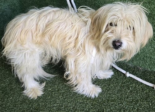 Photo of Max, adoptable Maltese in Lancaster, California