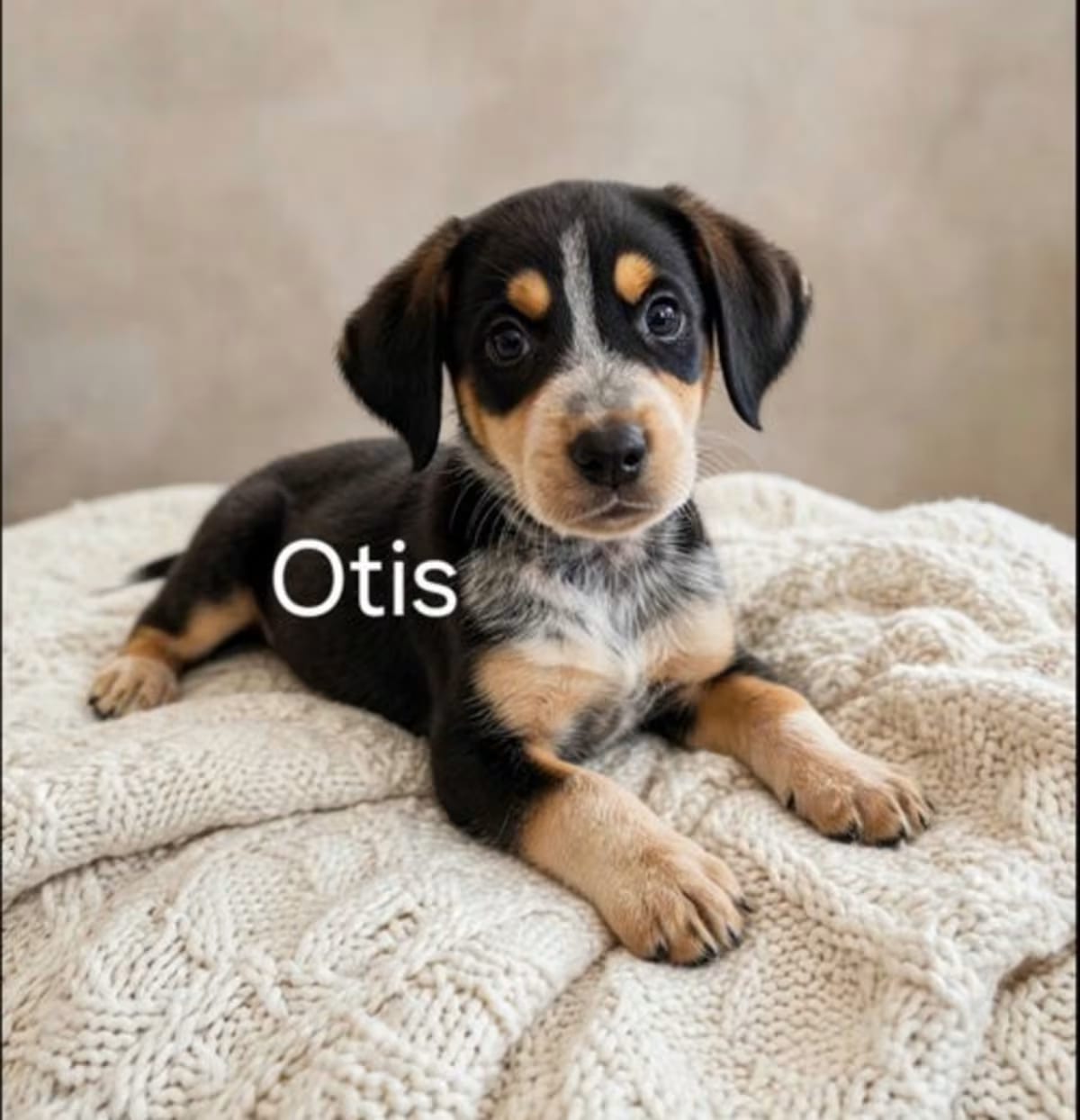 Photo of Otis, adoptable Labrador Retriever Australian Cattle Dog in Perrysville, Maryland