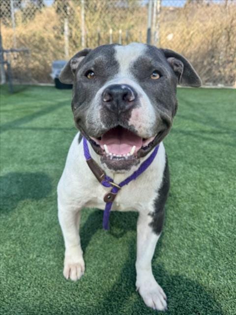 Photo of Bluey, adoptable Pit Bull Terrier in Los Angeles, California