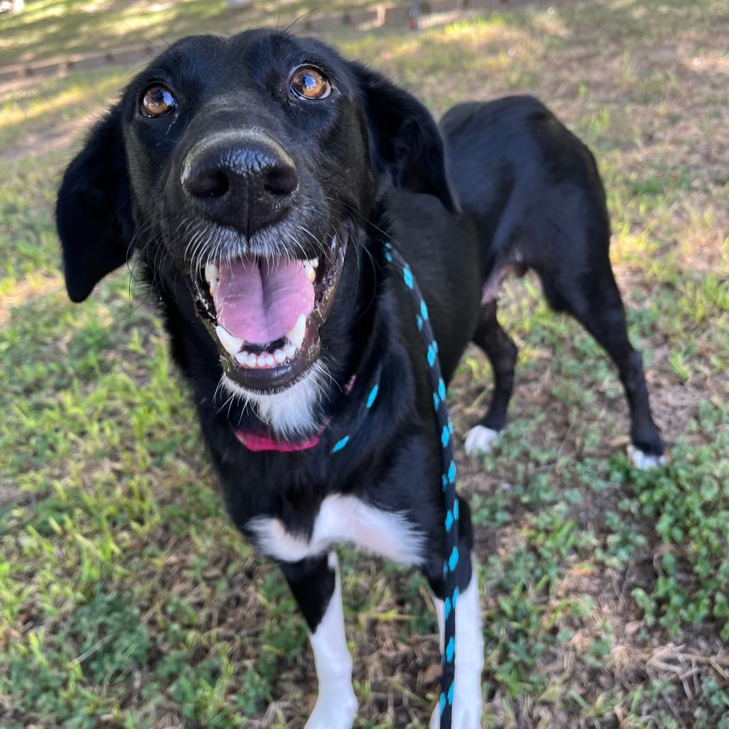 Photo of Shakira, adoptable Collie, Border / Shepherd in Houston, Texas