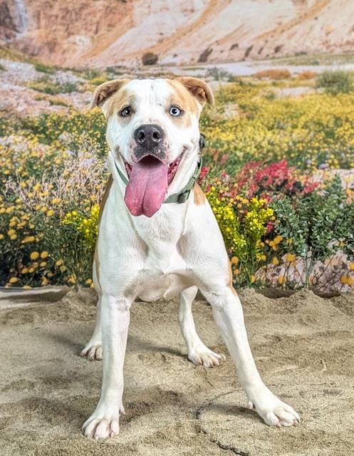 Photo of Page, adoptable Pit Bull Terrier in Riverside, California