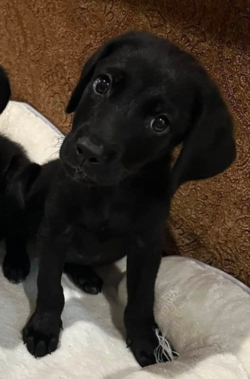 Photo of Fern, adoptable Labrador Retriever in Sedalia, Colorado