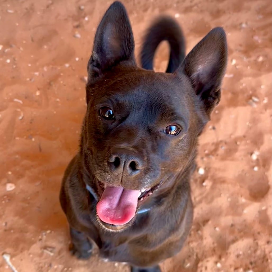 Photo of Osso, adoptable Shih Tzu / Mix in Kanab, Utah