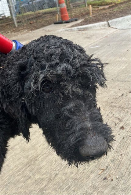 Photo of Spidey, adoptable Poodle (Standard) in Dallas, Texas