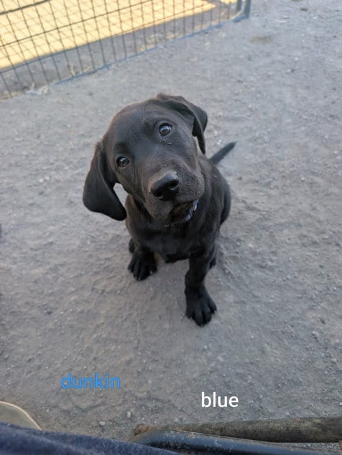 Photo of Dunkin, adoptable Labrador Retriever in Yreka, California