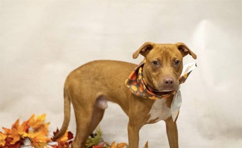 Photo of Pumpkin, adoptable Terrier in Sanford, Florida