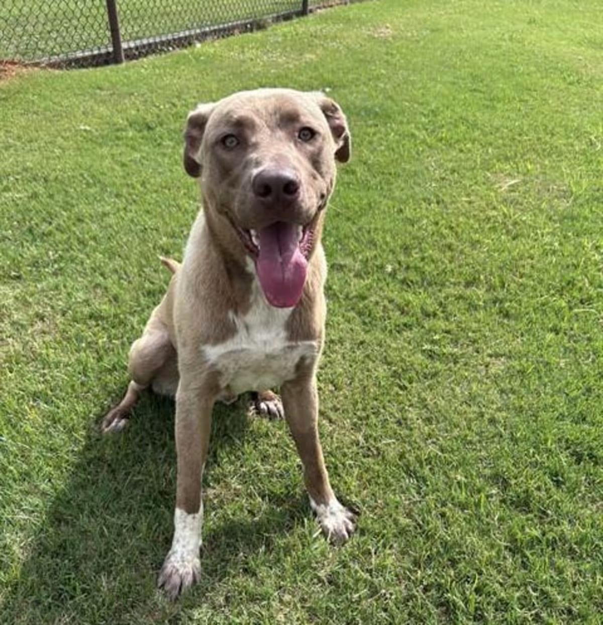 Photo of Kippie, adoptable Anatolian Shepherd in Grovetown, Georgia