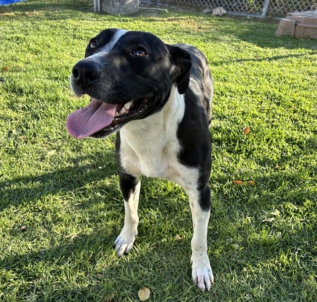 Photo of Senior Pit Bull Terrier, adoptable Pit Bull Terrier in Devore, California