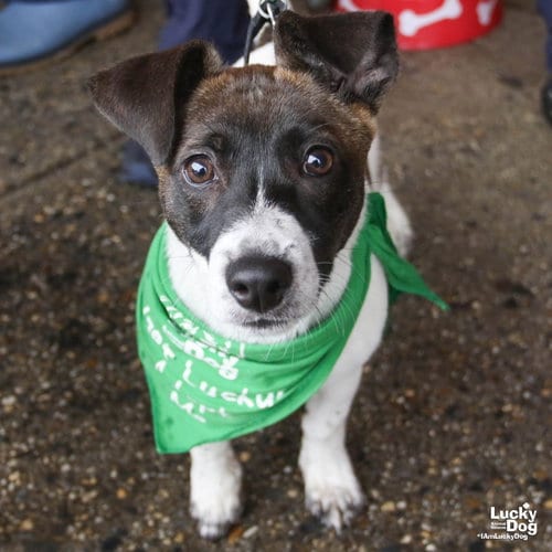 Photo of Carlo, adoptable Labrador Retriever in Washington, District of Columbia