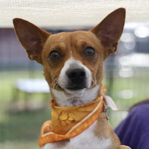 Photo of Cinnimon, adoptable Chihuahua in San Antonio, Texas