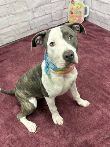 Photo of Brisa Bar, adoptable Pit Bull Terrier in Detroit, Michigan