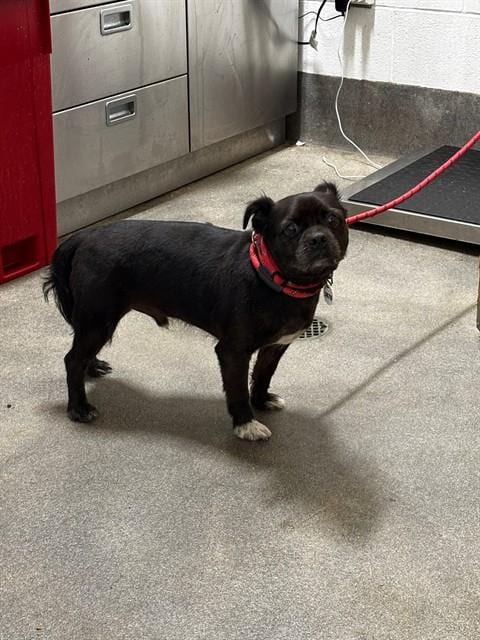 Photo of Ace, adoptable Pug in Forestville, Maryland