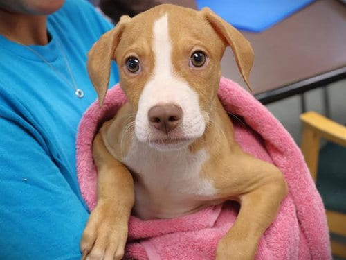 Photo of Sprite, adoptable American Pit Bull Terrier in Tallahassee, Florida