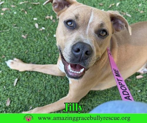 Photo of Jilly, adoptable American Pit Bull Terrier in Milton, Florida