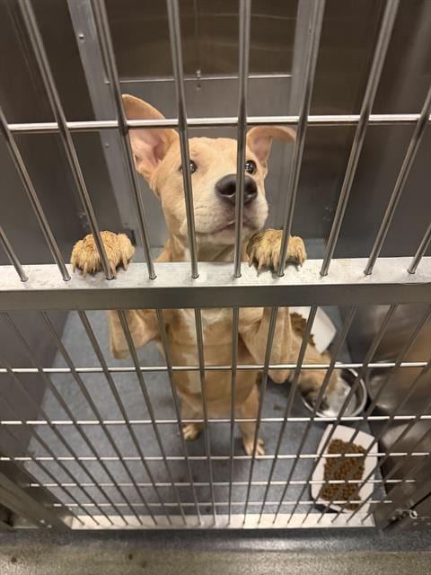 Photo of Neon, adoptable Mixed Breed
