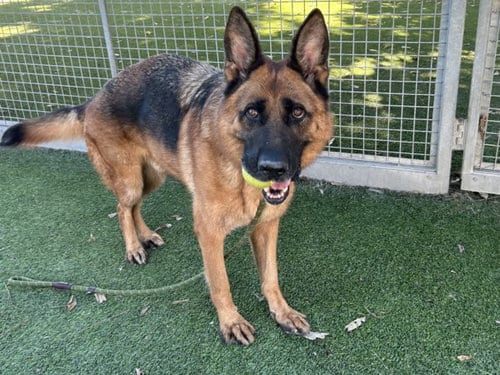 Photo of Chapo, adoptable German Shepherd Dog in Van Nuys, California