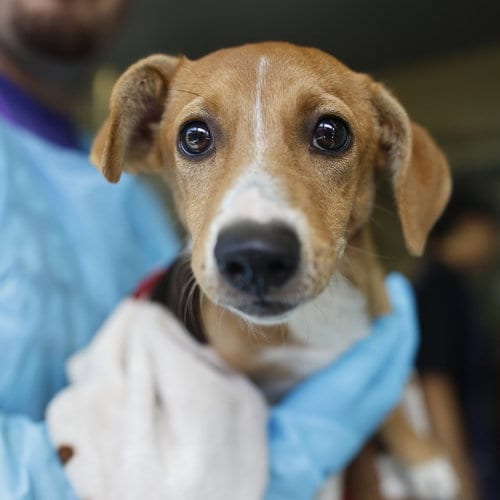 Photo of Cinnamon, adoptable Terrier in San Antonio, Texas