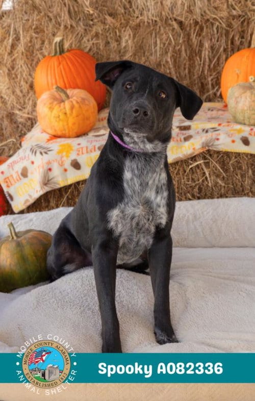 Photo of Spooky, adoptable Labrador Retriever in Mobile, Alabama