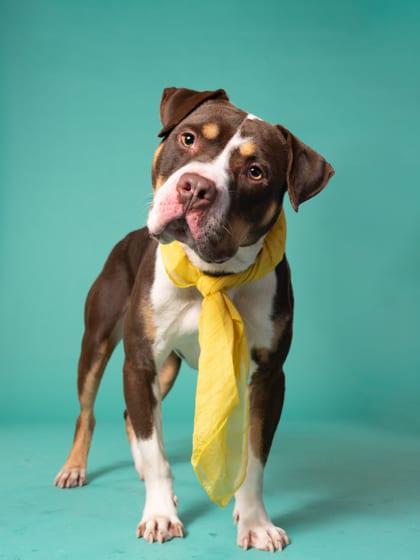Photo of S’mores, adoptable dog in Atlanta, Georgia