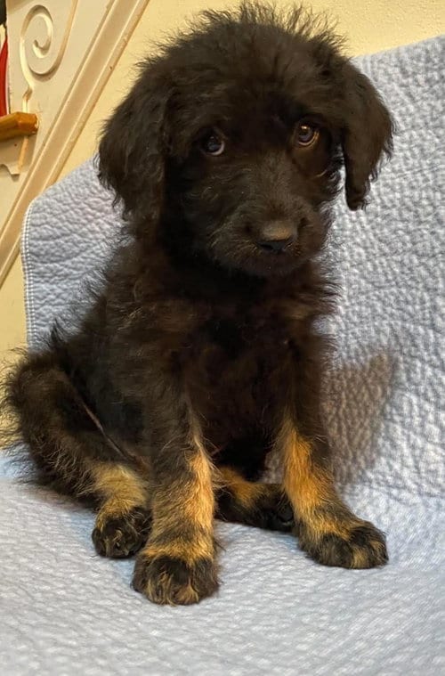 Photo of Sabrina Sep 26 - In Foster in Cary, NC, adoptable Poodle (Standard) in Pacolet, South Carolina