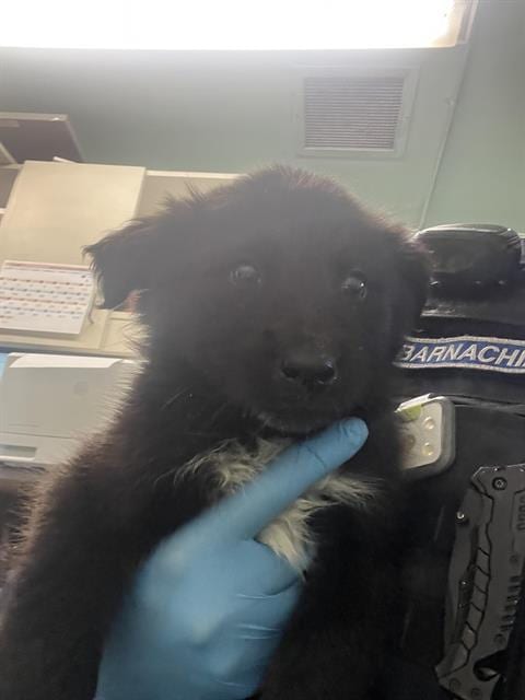 Photo of Wolfie, adoptable German Shepherd Dog in Sacramento, California