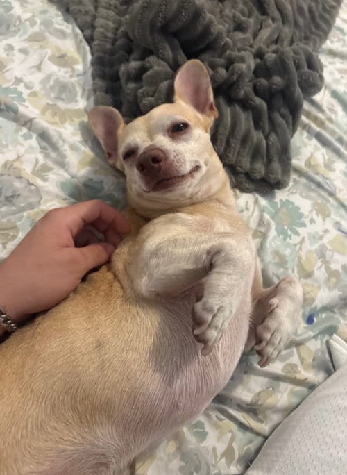 Photo of Oliver (TX), adoptable Chihuahua in New York, New York