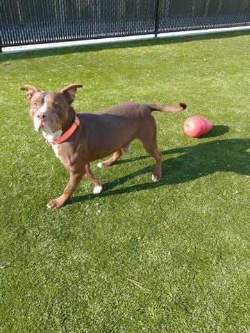 Photo of Cake, adoptable Pit Bull Terrier in Greensbo, North Carolina