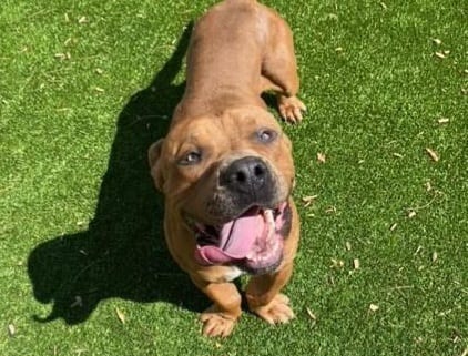 Photo of Kilo, adoptable Cane Corso mix in Albuquerque, New Mexico