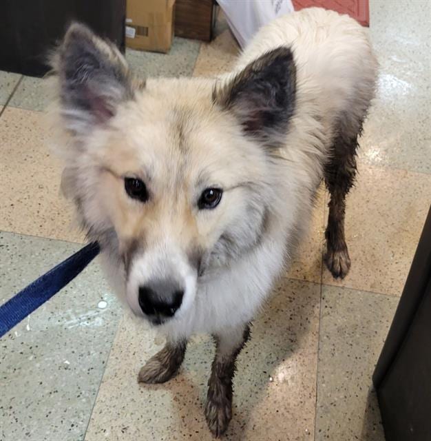 Photo of Wolfie, adoptable German Shepherd Dog mix in Chicago Ridge, Illinois