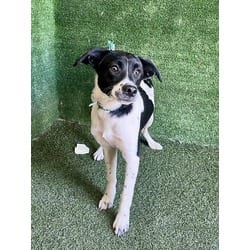 Photo of Alvin, adoptable Australian Cattle Dog in Lancaster, California