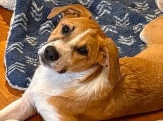 Photo of Lightening, adoptable Anatolian Shepherd in Mattoon, Illinois