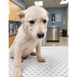 Photo of PO, adoptable Australian Shepherd in Jurupa Valley, California