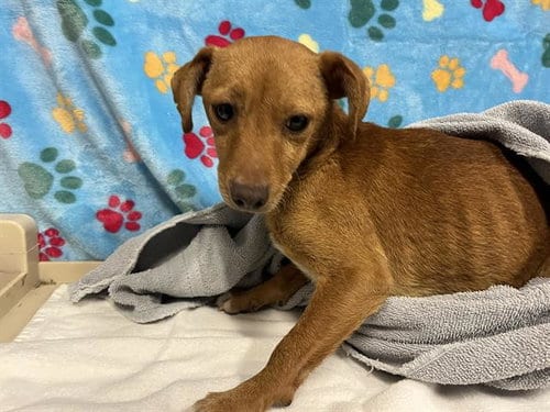 Photo of Forrest, adoptable Chihuahua in Modesto, California