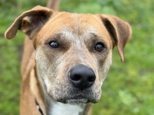 Photo of Aragorn, adoptable Pit Bull Terrier in Tacoma, Washington