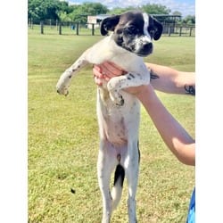 Photo of Pebbles, adoptable Mixed Breed (Medium) in Baton Rouge, Louisiana