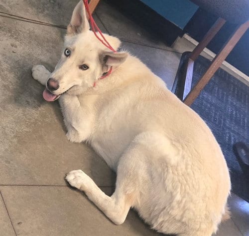 Photo of Mickey, adoptable Siberian Husky in Bakersfield, California