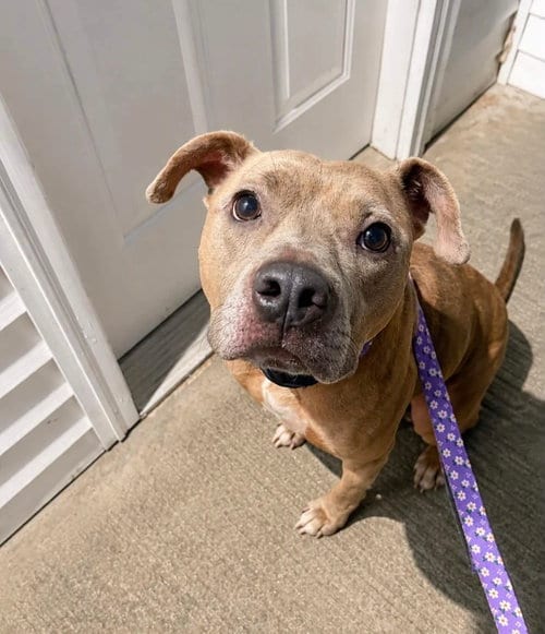 Photo of Catherine, adoptable American Pit Bull Terrier in Germantown, Ohio