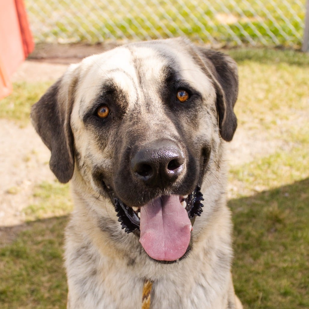 Photo of Termite, adoptable Shepherd, Anatolian / Mastiff in Hayden, Idaho