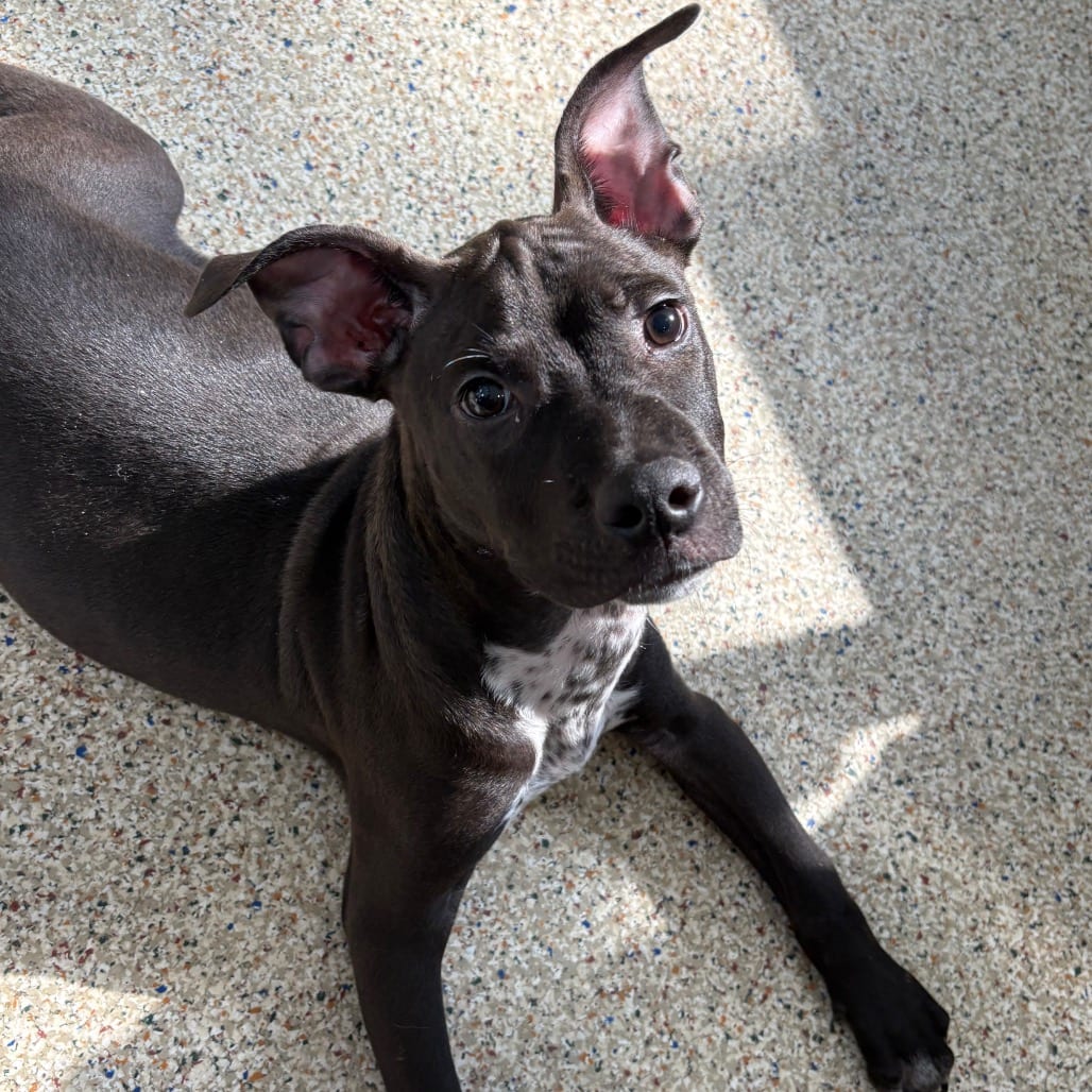 Photo of Mentos Gum, adoptable Mixed Breed (Medium) in Houston, Texas