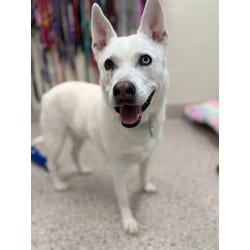 Photo of Chiva, adoptable Husky in Brighton, Colorado