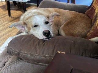 Photo of Sandwich, adoptable Labrador Retriever in Brooklyn Center, Minnesota
