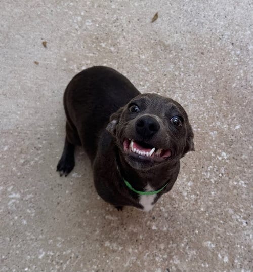 Photo of Frieda, adoptable Dachshund in Oak Bluffs, Massachusetts