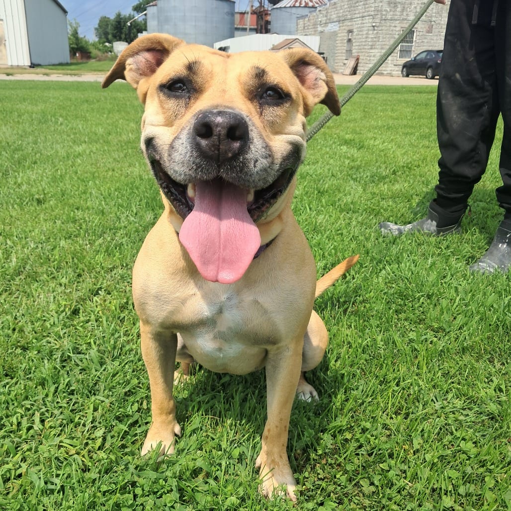 Photo of Ms. Zena, adoptable Mixed Breed (Medium) in Tipton, Iowa