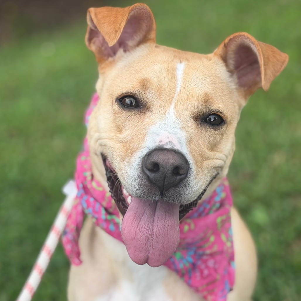 Photo of Eve, adoptable Mixed Breed (Medium)