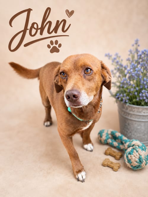 Photo of John Faith, adoptable Labrador Retriever in Nashville, Tennessee