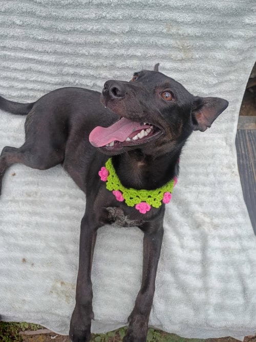 Photo of Nia, adoptable Terrier in Albion, New York