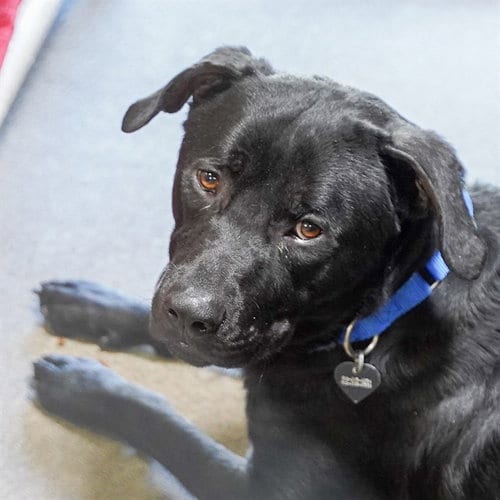 Photo of Goober, adoptable Rottweiler in Sacramento, California