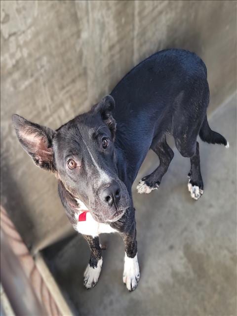 Photo of Luna, adoptable Australian Kelpie in Van Nuys, California